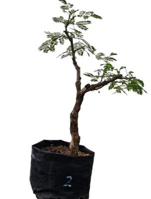 Size 4 + Senegalia galpinii (monkey-thorn) Pre-Bonsai