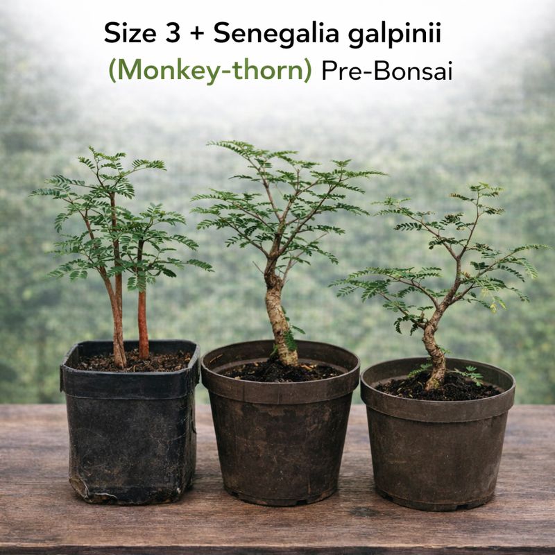 Size 3 + Senegalia galpinii (monkey-thorn) Pre-Bonsai