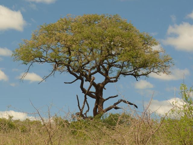 Size 2 Senegalia burkei (black monkey-thorn)