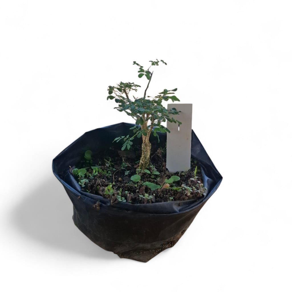 Size 2 + Senegalia burkei (Black monkey-thorn) Pre-Bonsai
