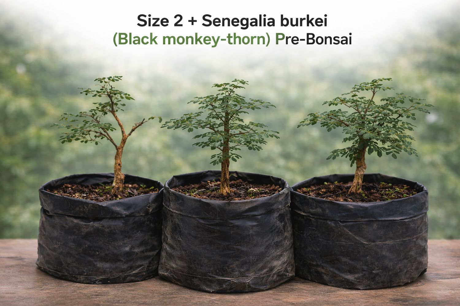 Size 2 + Senegalia burkei (Black monkey-thorn) Pre-Bonsai