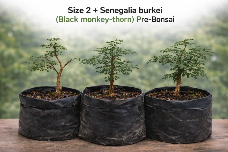 Size 2 + Senegalia burkei (Black monkey-thorn) Pre-Bonsai