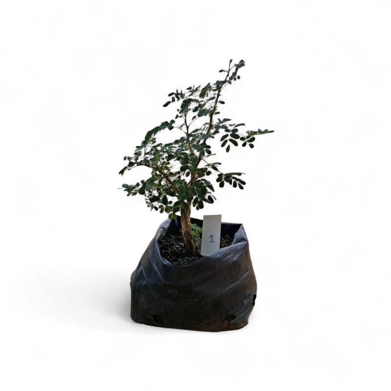 Size 4 + Senegalia burkei (Black monkey-thorn) Pre-Bonsai