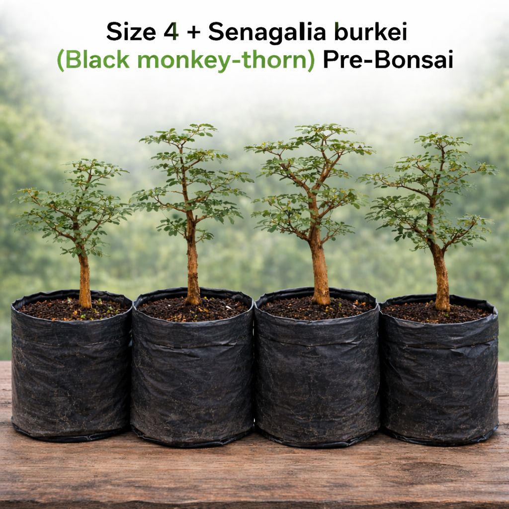 Size 4 + Senegalia burkei (Black monkey-thorn) Pre-Bonsai