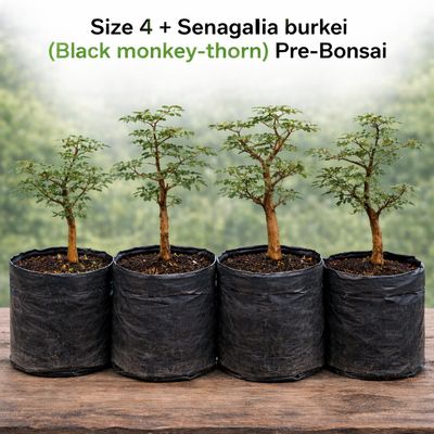 Size 4 + Senegalia burkei (Black monkey-thorn) Pre-Bonsai
