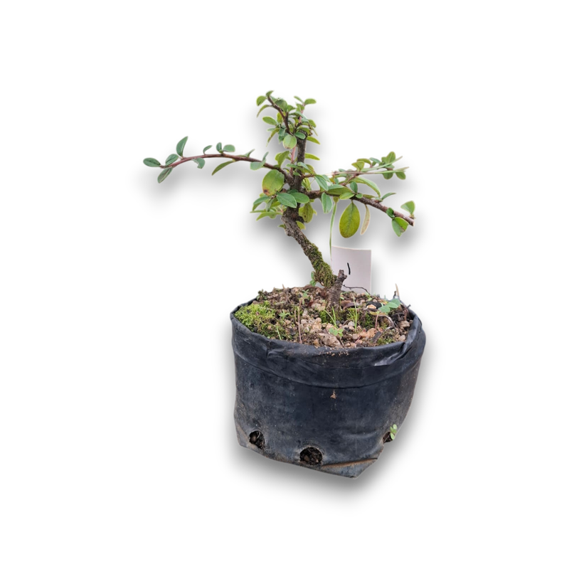 Size 2 + Cotoneaster Pre-Bonsai