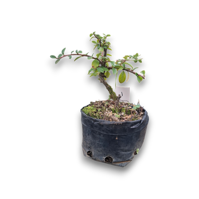 Size 2 + Cotoneaster Pre-Bonsai