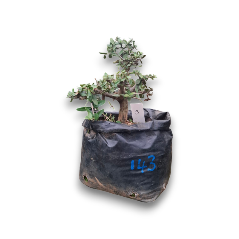 Size  6+ Wild Olive Pre-Bonsai