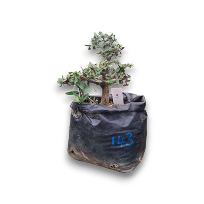 Size  6+ Wild Olive Pre-Bonsai