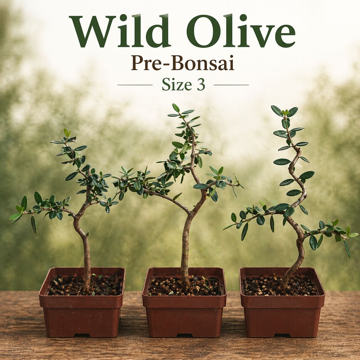 Size  6+ Wild Olive Pre-Bonsai