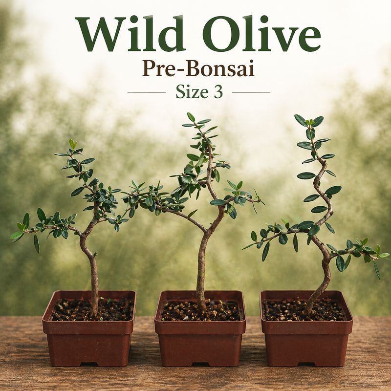 Size  6+ Wild Olive Pre-Bonsai