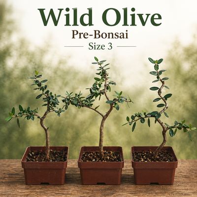 Size  6+ Wild Olive Pre-Bonsai