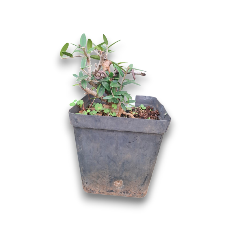 Size 4+ Wild Olive Pre-Bonsai