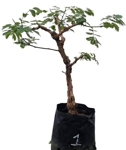 Size 6 + Senegalia galpinii (monkey-thorn) Pre-Bonsai