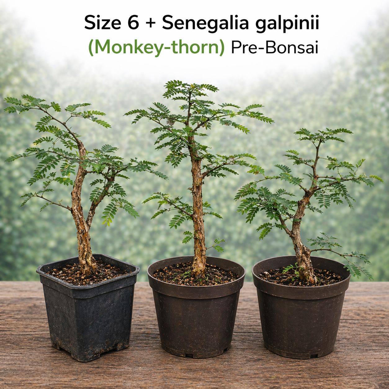 Size 6 + Senegalia galpinii (monkey-thorn) Pre-Bonsai