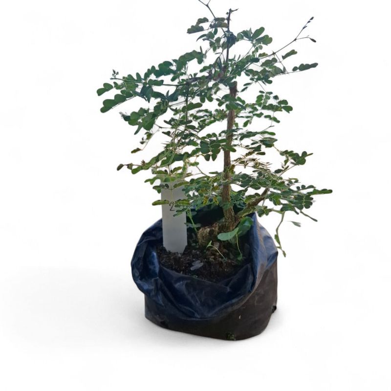 Size 3 + Senegalia burkei (Black monkey-thorn) Pre-Bonsai