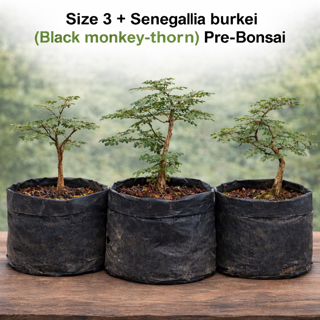 Size 3 + Senegalia burkei (Black monkey-thorn) Pre-Bonsai