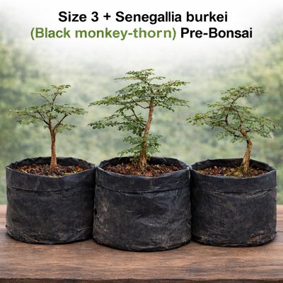 Size 3 + Senegalia burkei (Black monkey-thorn) Pre-Bonsai