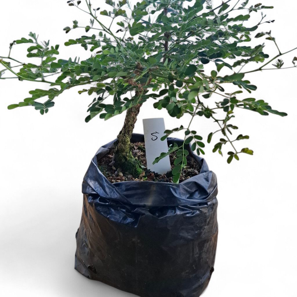 Size 6 + Senegalia burkei (Black monkey-thorn) Pre-Bonsai