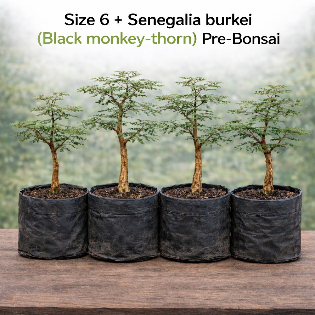 Size 6 + Senegalia burkei (Black monkey-thorn) Pre-Bonsai