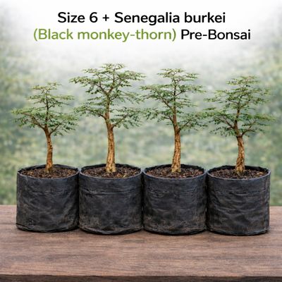 Size 6 + Senegalia burkei (Black monkey-thorn) Pre-Bonsai