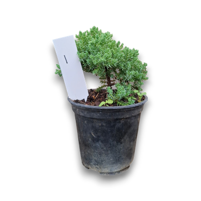 Size 2 + Juniperus procumbens Nana (Dwarf Japanese Juniper)