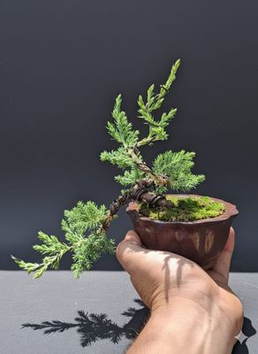 Size 6 + Juniperus procumbens Nana (Dwarf Japanese Juniper)