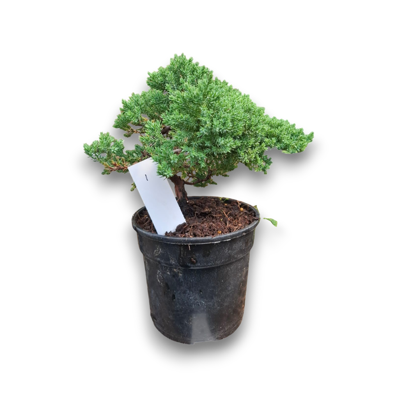 Size 6 + Juniperus procumbens Nana (Dwarf Japanese Juniper)