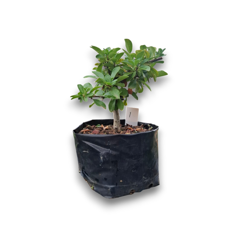 Size 4 + Firethorn (Pyracantha crenulata) Pre-Bonsai
