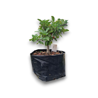 Size 4 + Firethorn (Pyracantha crenulata) Pre-Bonsai