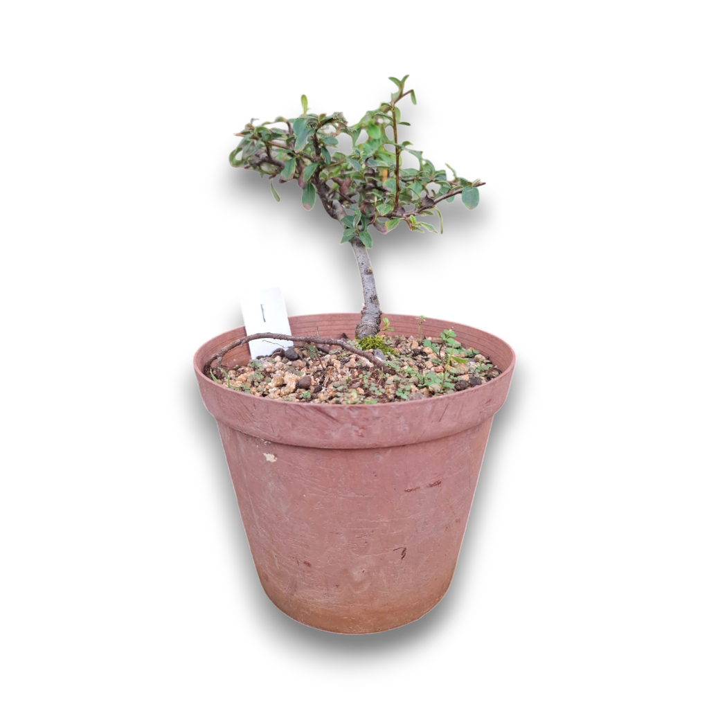 Size 4 + Cotoneaster Pre-Bonsai