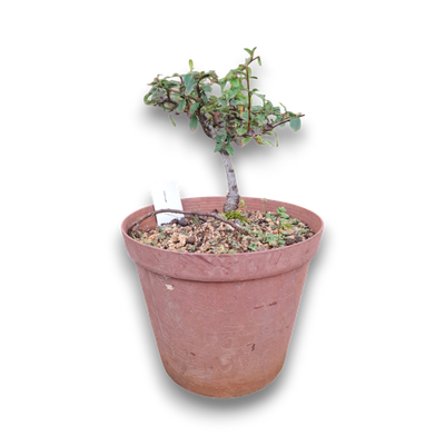 Size 4 + Cotoneaster Pre-Bonsai