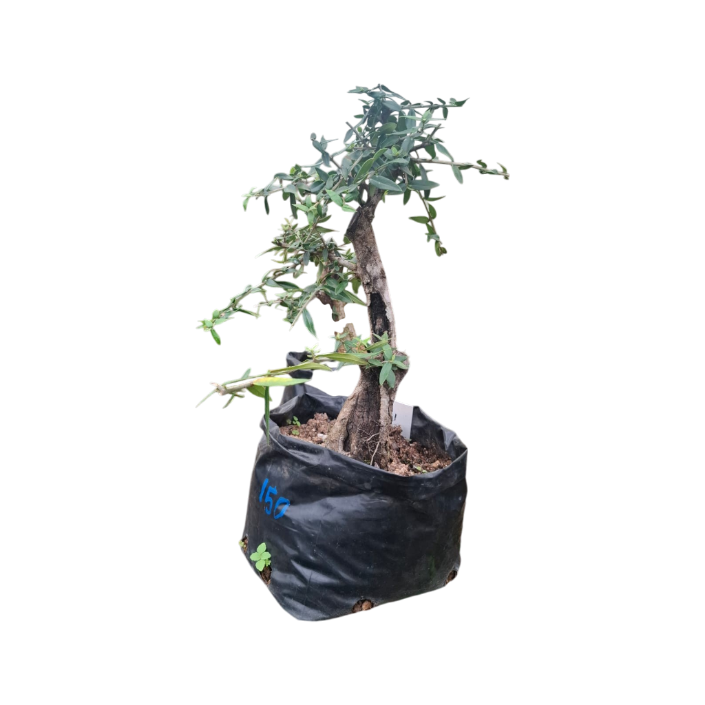 Size 8,10 + Wild Olive Pre-Bonsai
