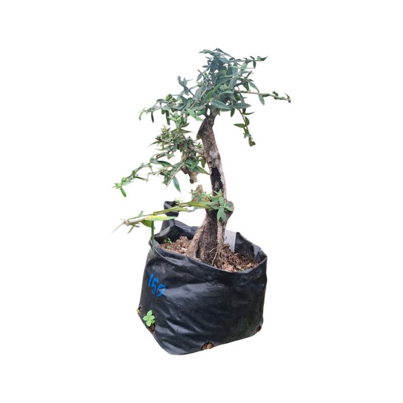 Size 8,10 + Wild Olive Pre-Bonsai