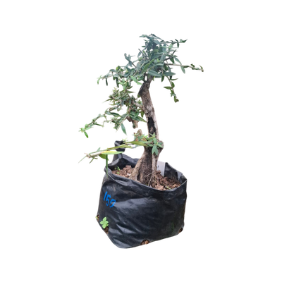 Size 8,10 + Wild Olive Pre-Bonsai