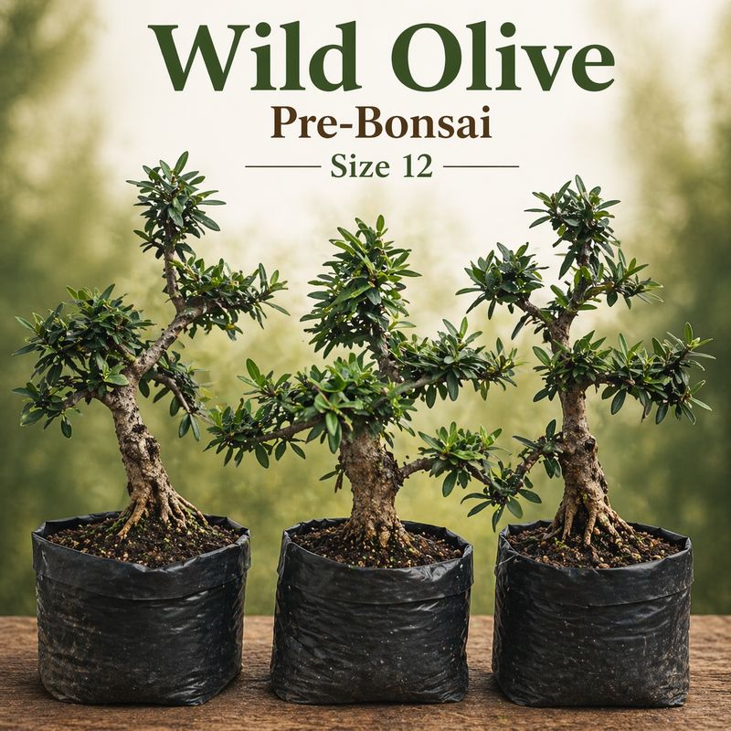 Size 12 Wild Olive Pre-Bonsai