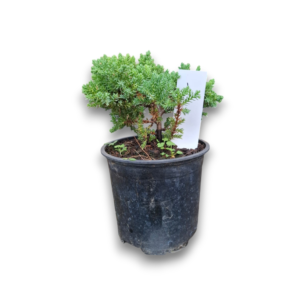Size 3 + Juniperus procumbens Nana (Dwarf Japanese Juniper)