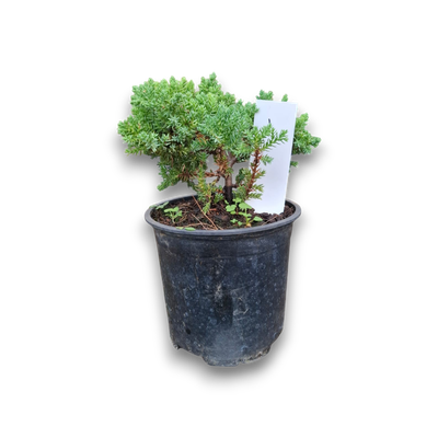 Size 3 + Juniperus procumbens Nana (Dwarf Japanese Juniper)