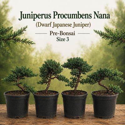 Size 3 + Juniperus procumbens Nana (Dwarf Japanese Juniper)
