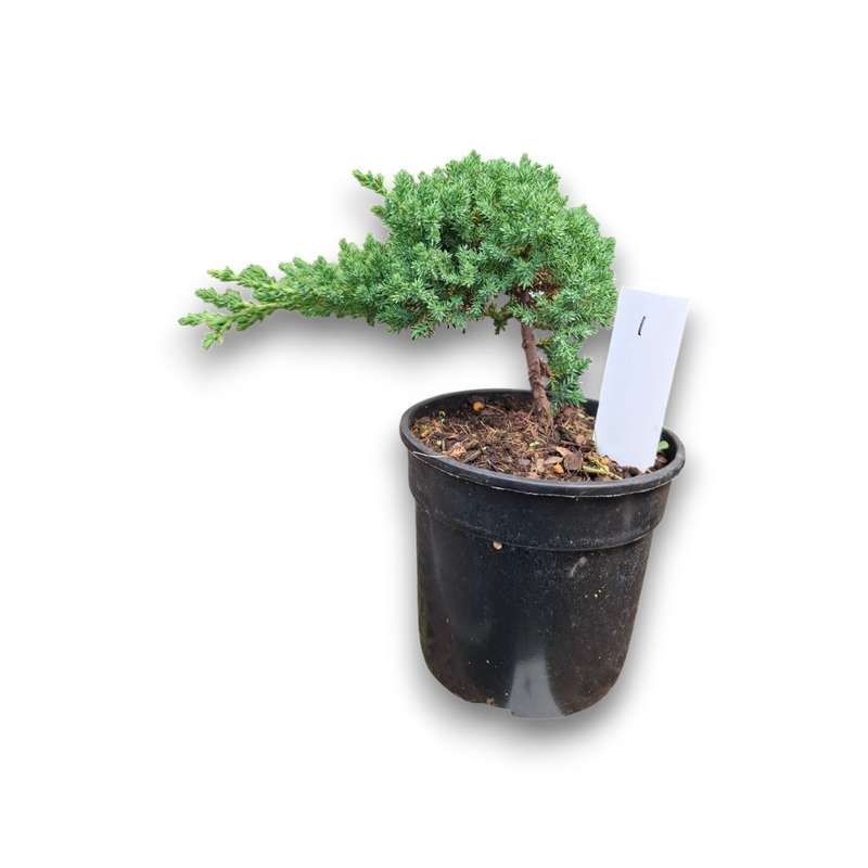 Size 4 + Juniperus procumbens Nana (Dwarf Japanese Juniper)