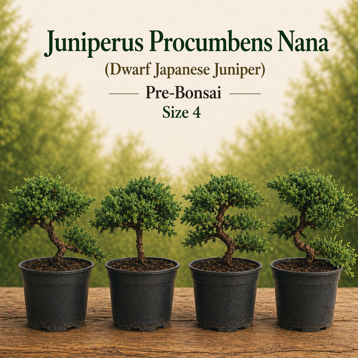 Size 4 + Juniperus procumbens Nana (Dwarf Japanese Juniper)