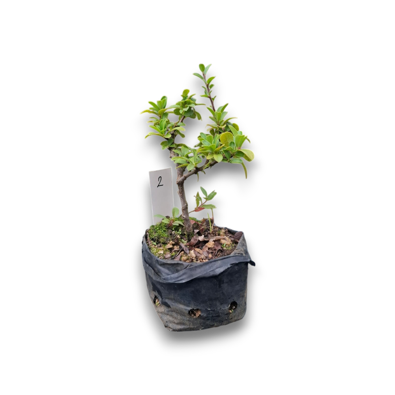 Size 2 + Firethorn (Pyracantha crenulata) Pre-Bonsai