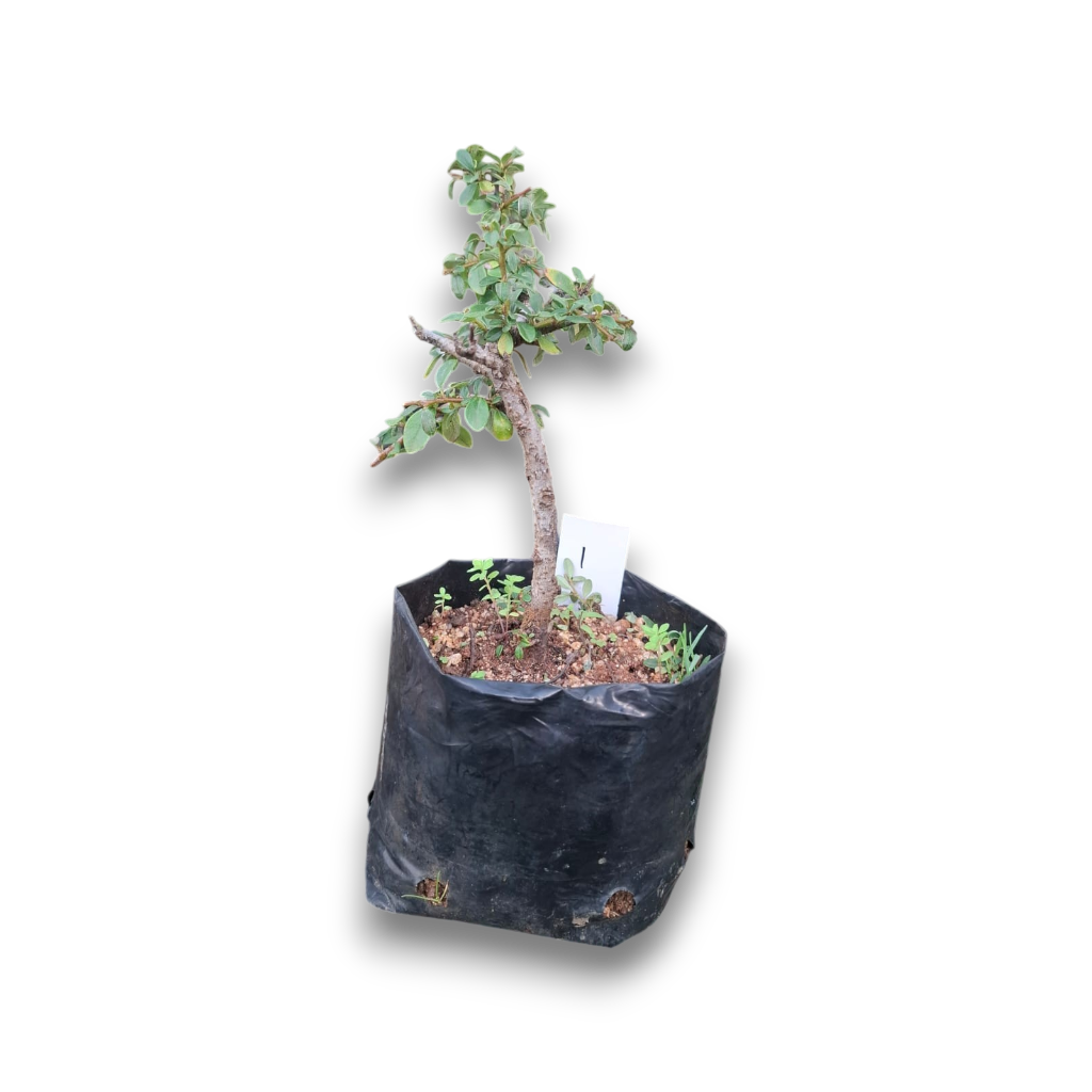 Size 3 + Cotoneaster Pre-Bonsai