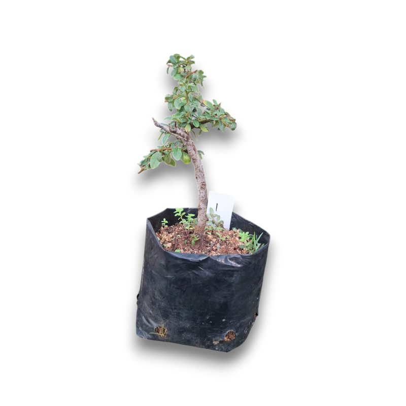 Size 3 + Cotoneaster Pre-Bonsai