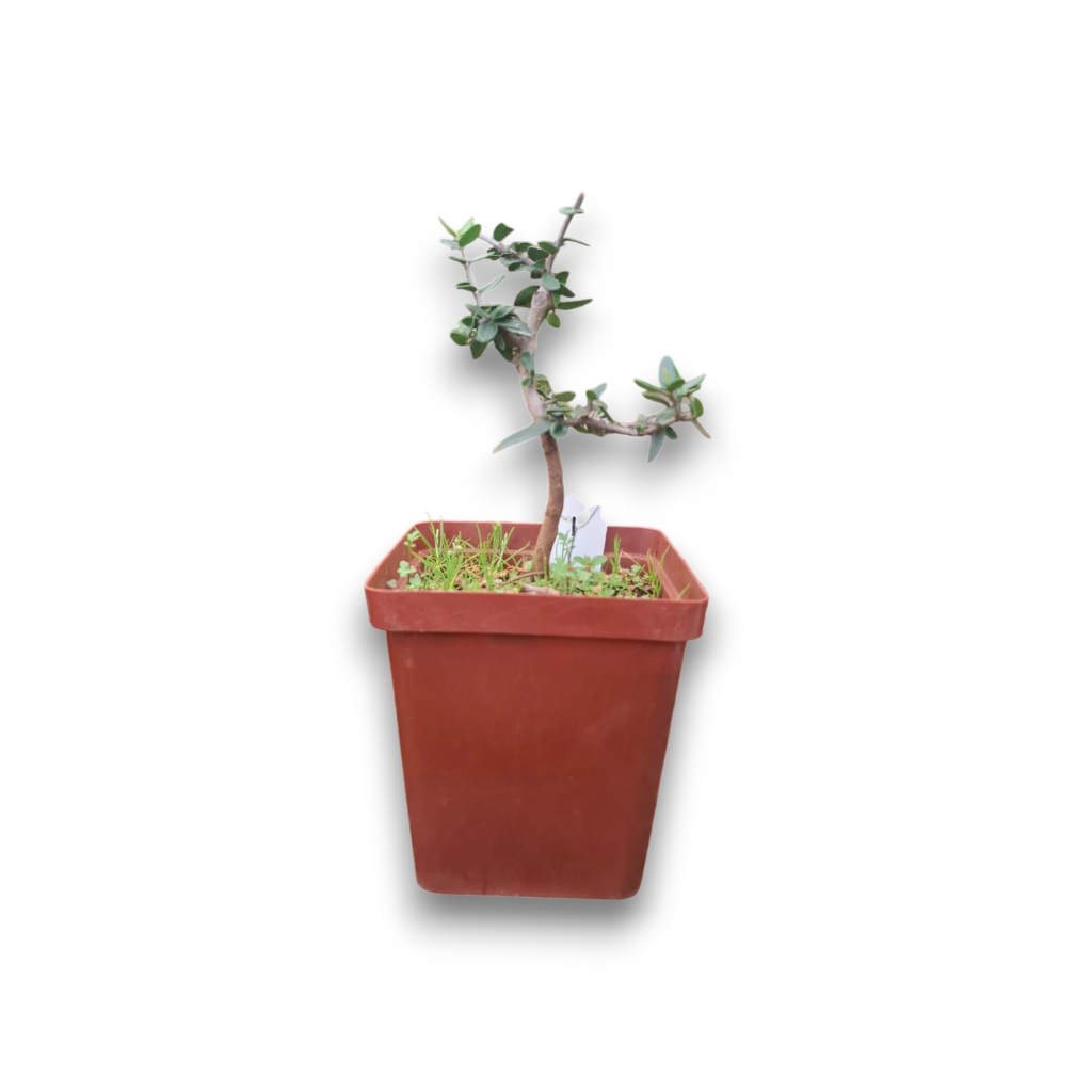 Size 2 + Wild Olive Pre-Bonsai