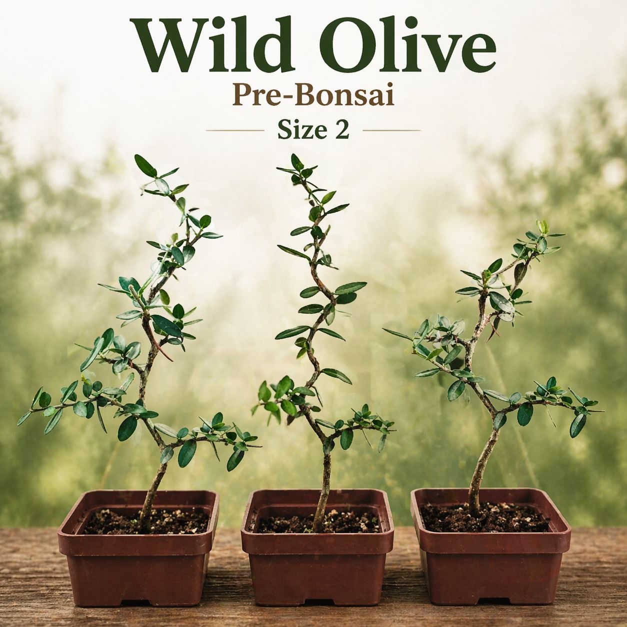 Size 2 + Wild Olive Pre-Bonsai
