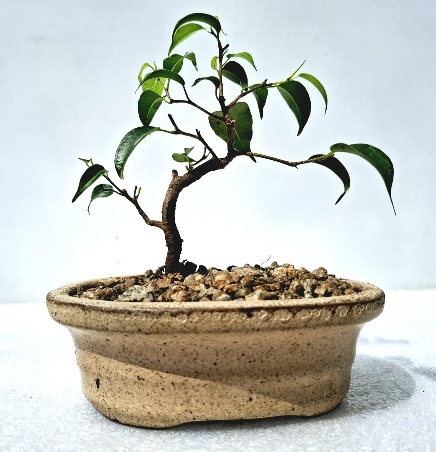 Size 3 Bonsai