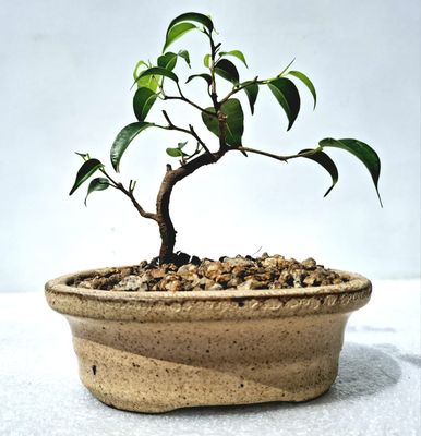 Size 3 Bonsai