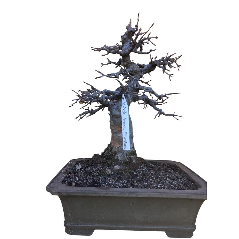Size 4 Bonsai