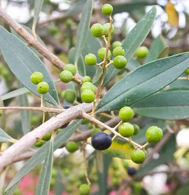Olea europaea ssp. africana - Olienhout, Wild Olive - 10 Seeds